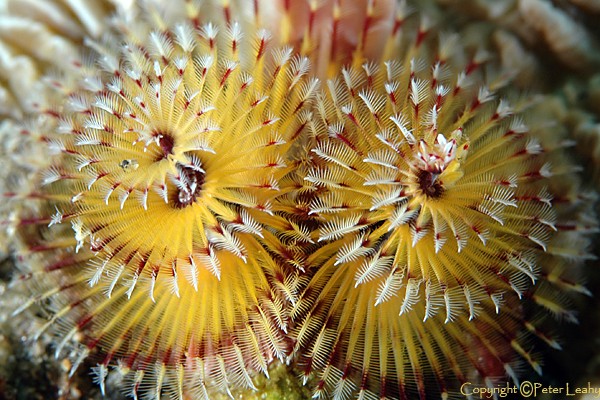 Christmas Tree Worms