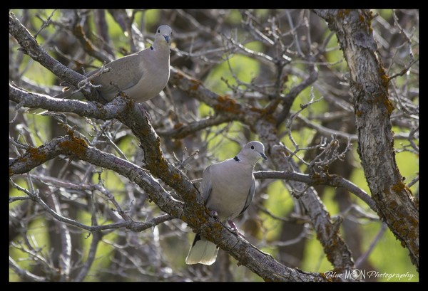 Eurasian Collared Doves