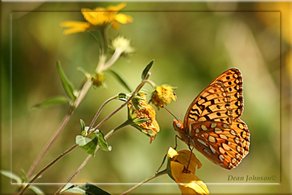Painted Lady