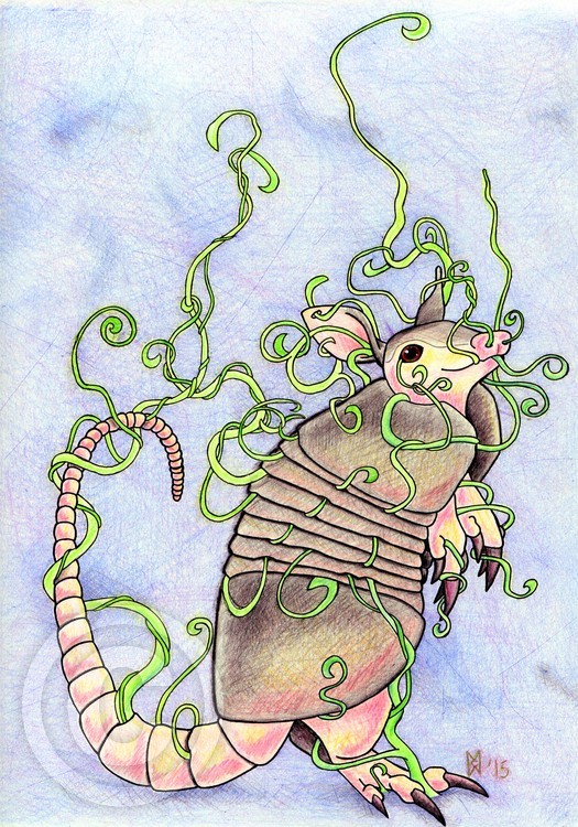Armadillo Roots