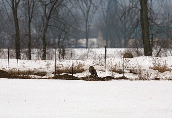 Short Eared Owl