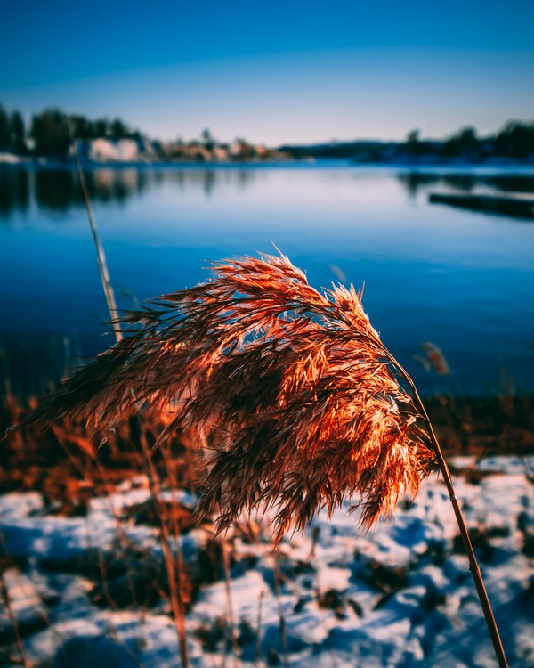 Plant in the winds