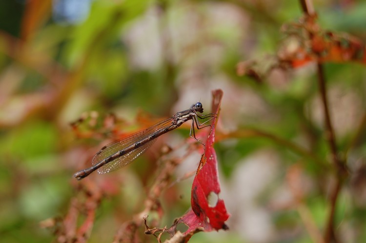 Dragonfly