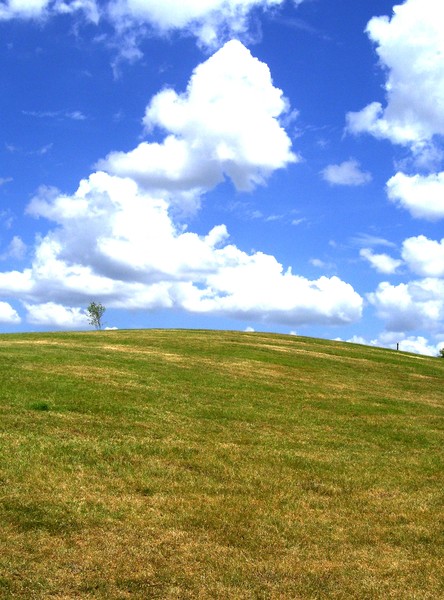 onetreehill