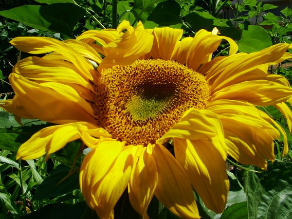 SUNFLOWER MORNING