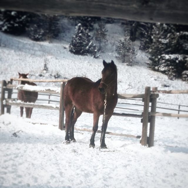 horse snow