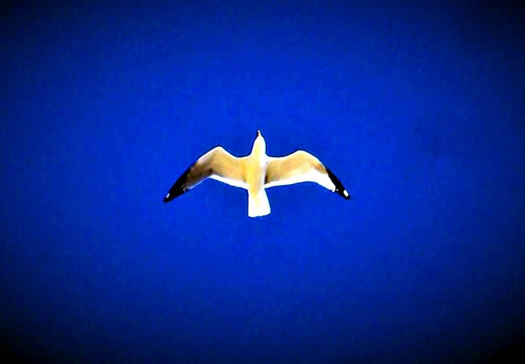 Bird in the sky
