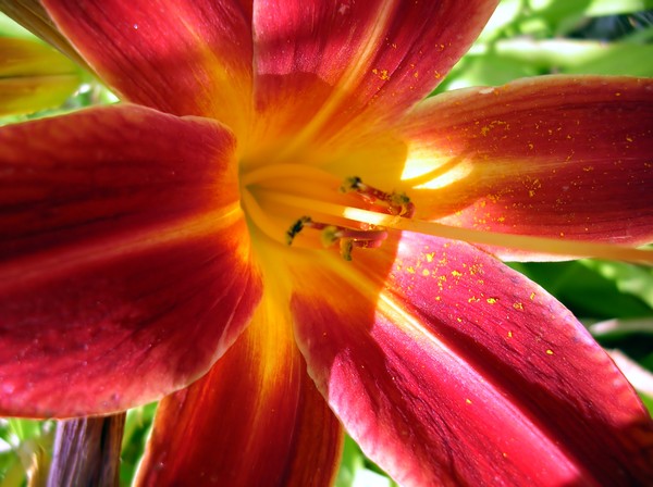 Lilly of the Valley