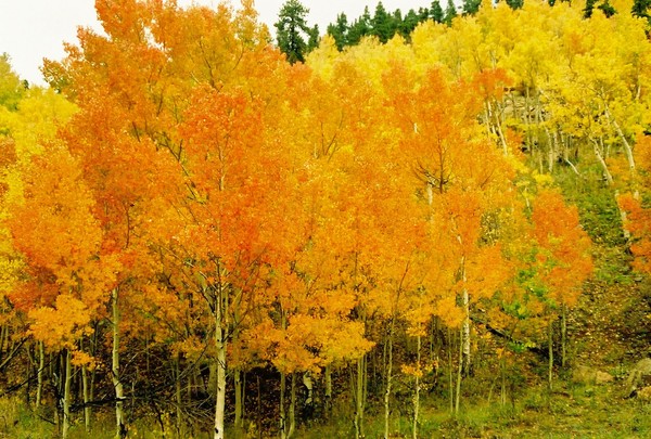 Fall at it's best