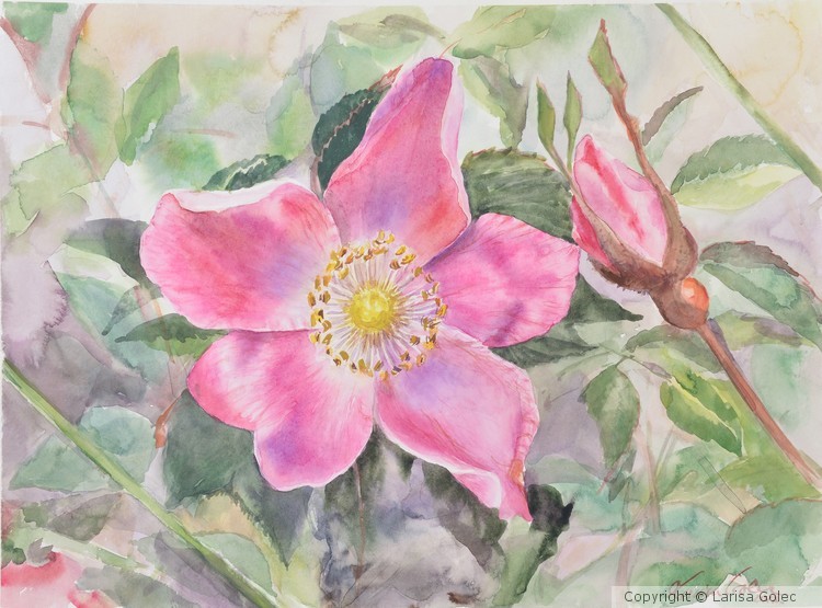 Wild Rose