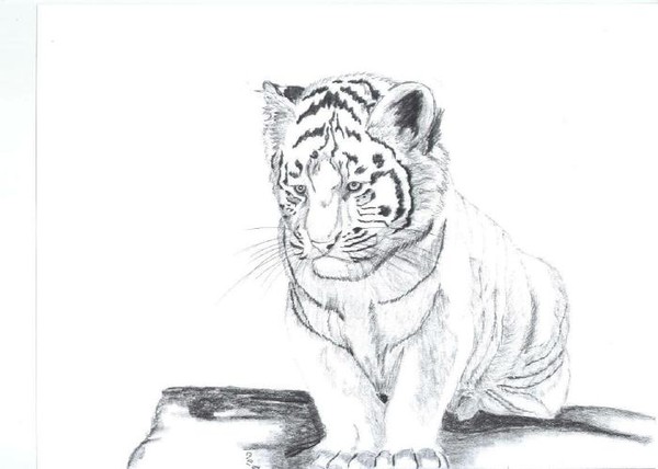 Tiger cub