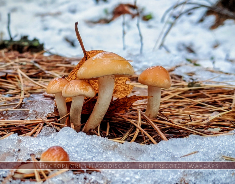 Butterscotch Waxcaps - Hygrophorus flavodiscus