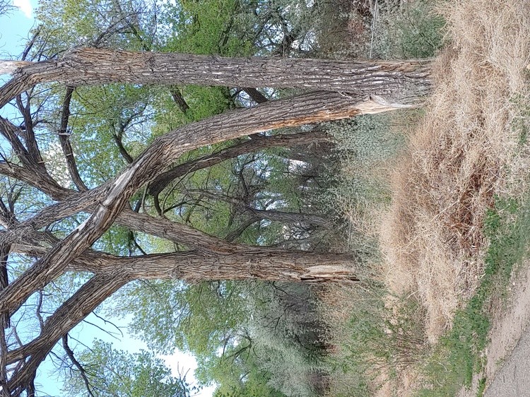 Warring old trees