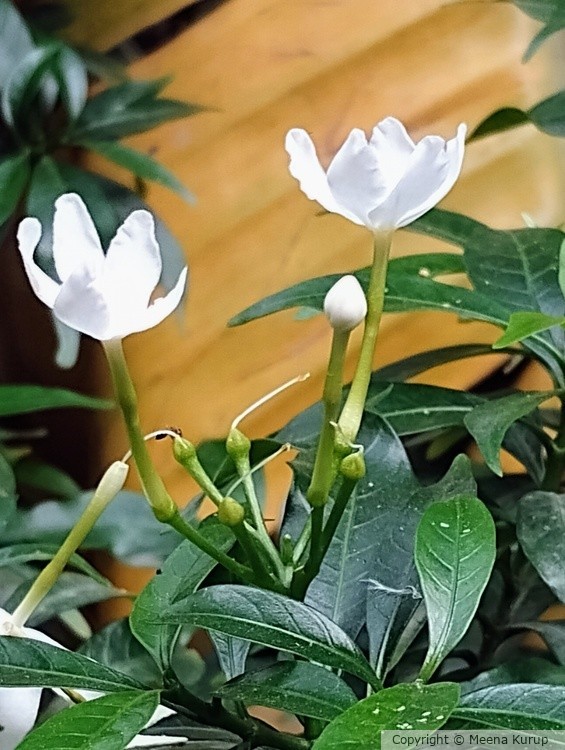 Botanical name Flower Tabernaemontana divaricata.