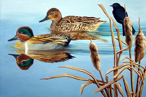 Green-winged Teals