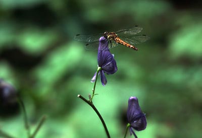 a dragonfly