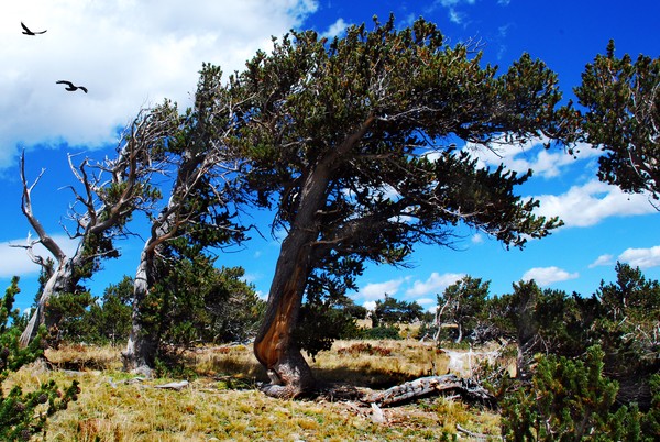 Bristlecone Pines