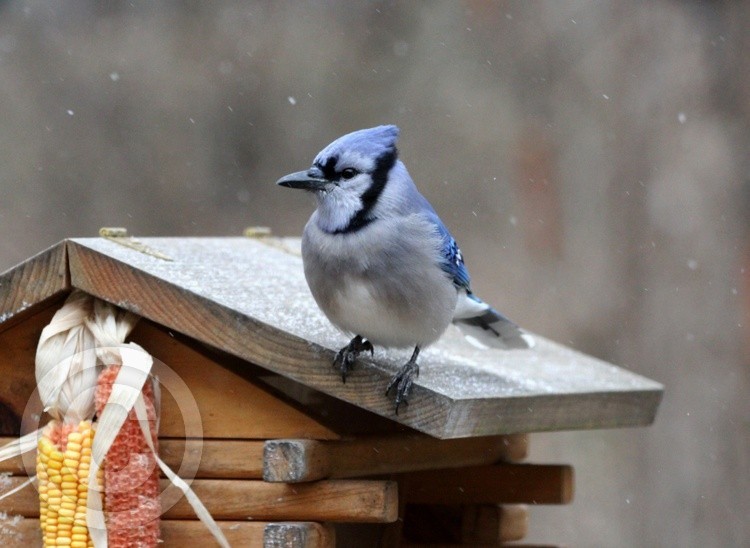 Bluejay 