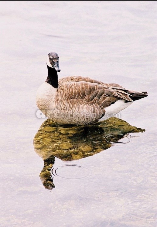 Reflection