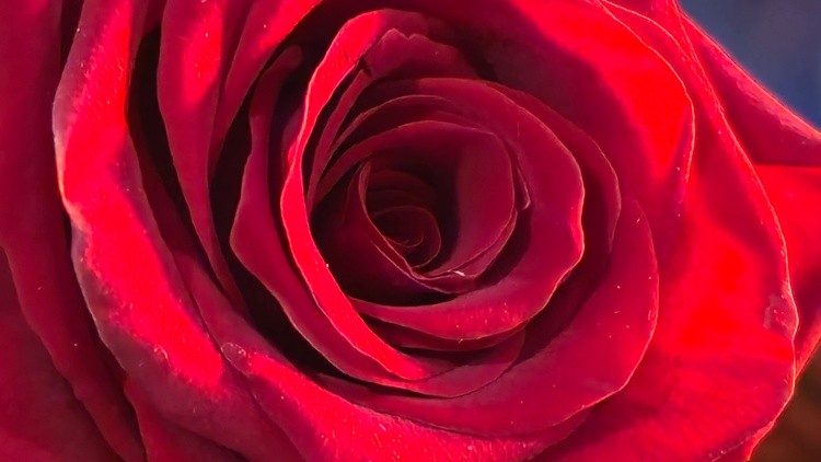 Red rose ss