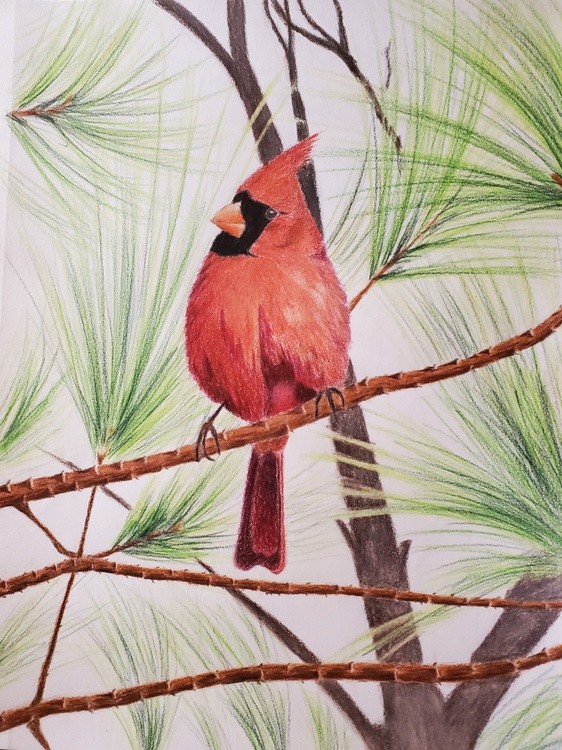 Cardinal