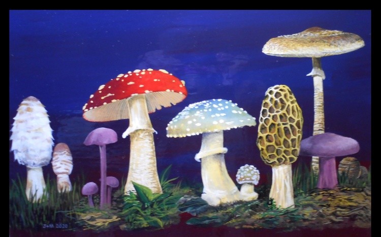 shrooms