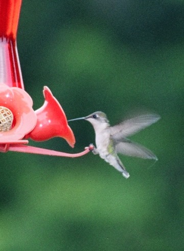 Hungry Hummer