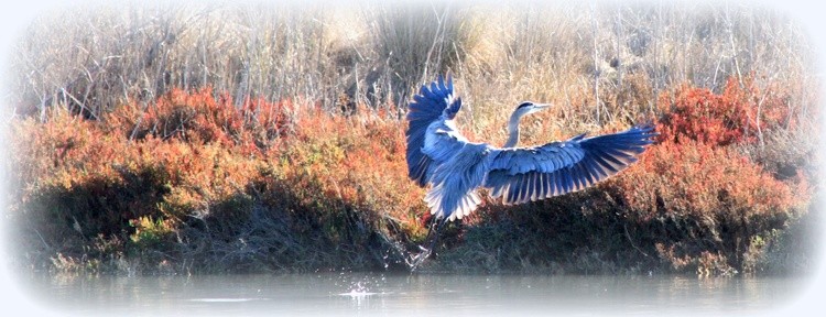 Misty Morning Blue Heron 