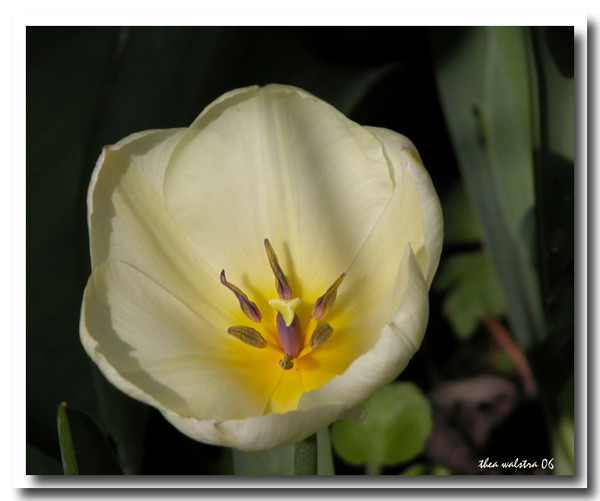 Sunshine tulip