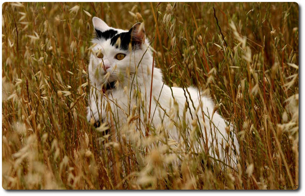 Meadow Watching