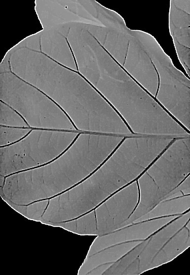 Abstracting Nature
