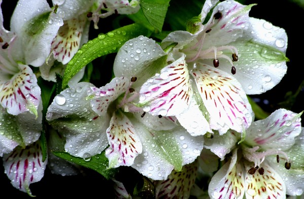 white lilies with red stripes