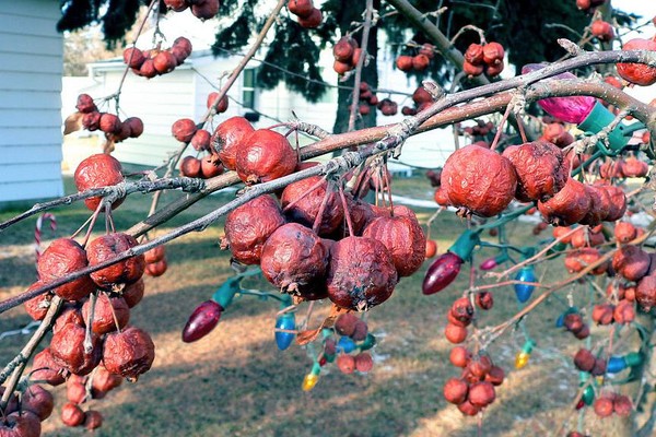 Apples & Lights2