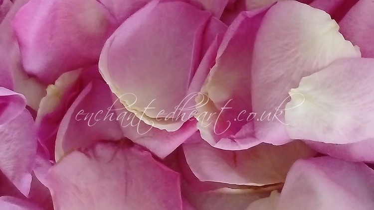 Pink Rose Petals