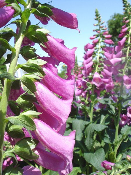Bells floral