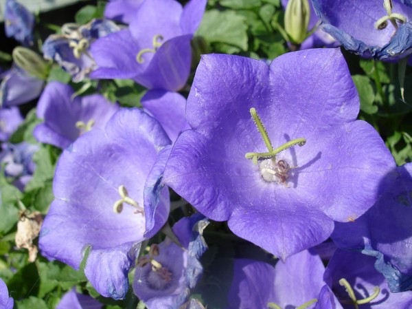 Cool Flower