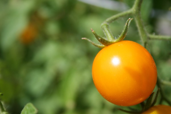 Summer Bounty