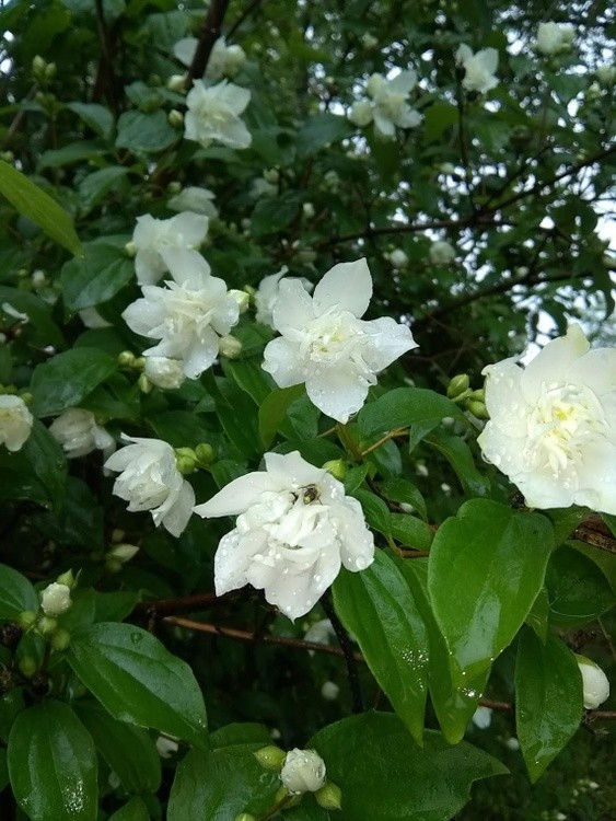 Arabian Jasmine With Rain 