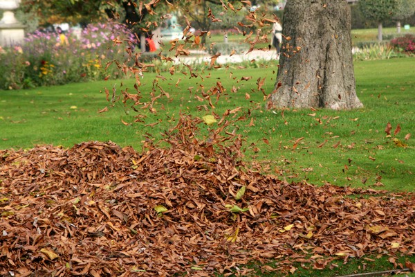 Flying Falling Leaves
