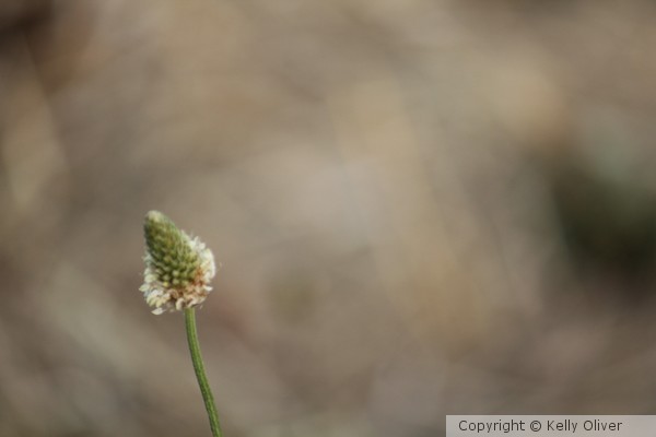 Weed