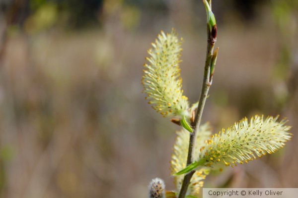 Spring Pussy Willows