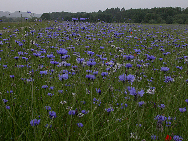 Blue blue blue