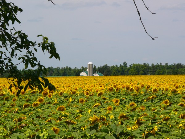 Sunflowers