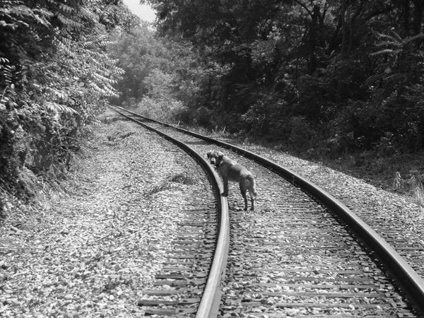 Dog On the Tracks