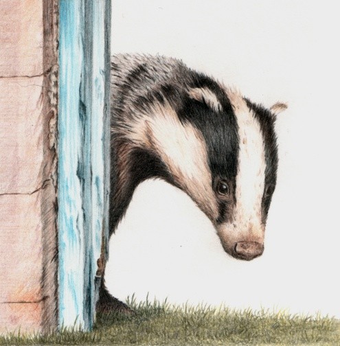Peek-a-boo Badger