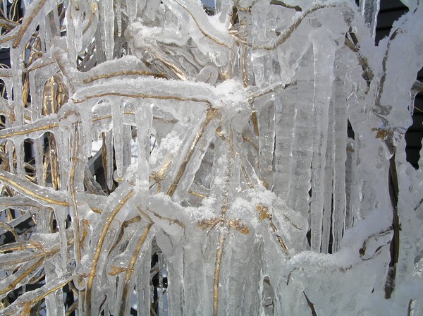Naturally Iced