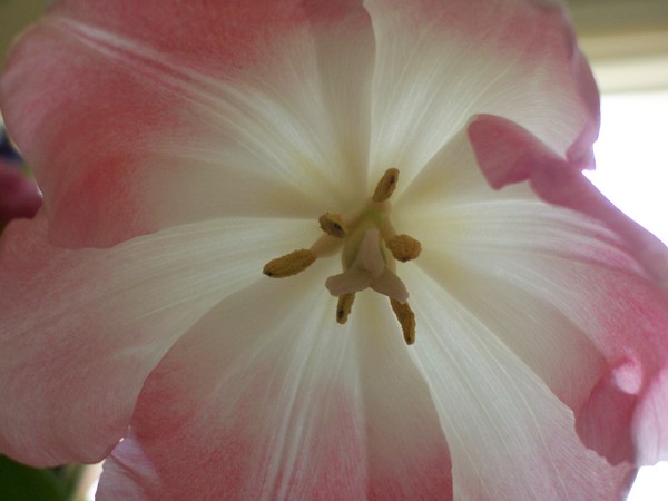 full bloom