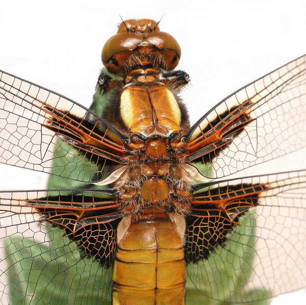 Dragonfly close-up