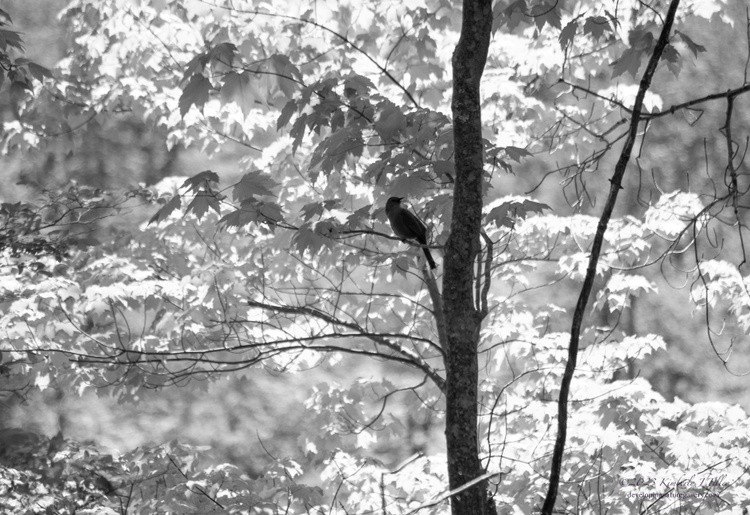 A Cuckoo in a Maple Tree