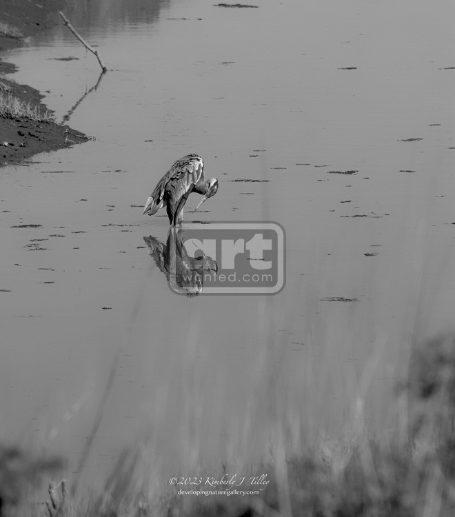 Heron in Canal P6735